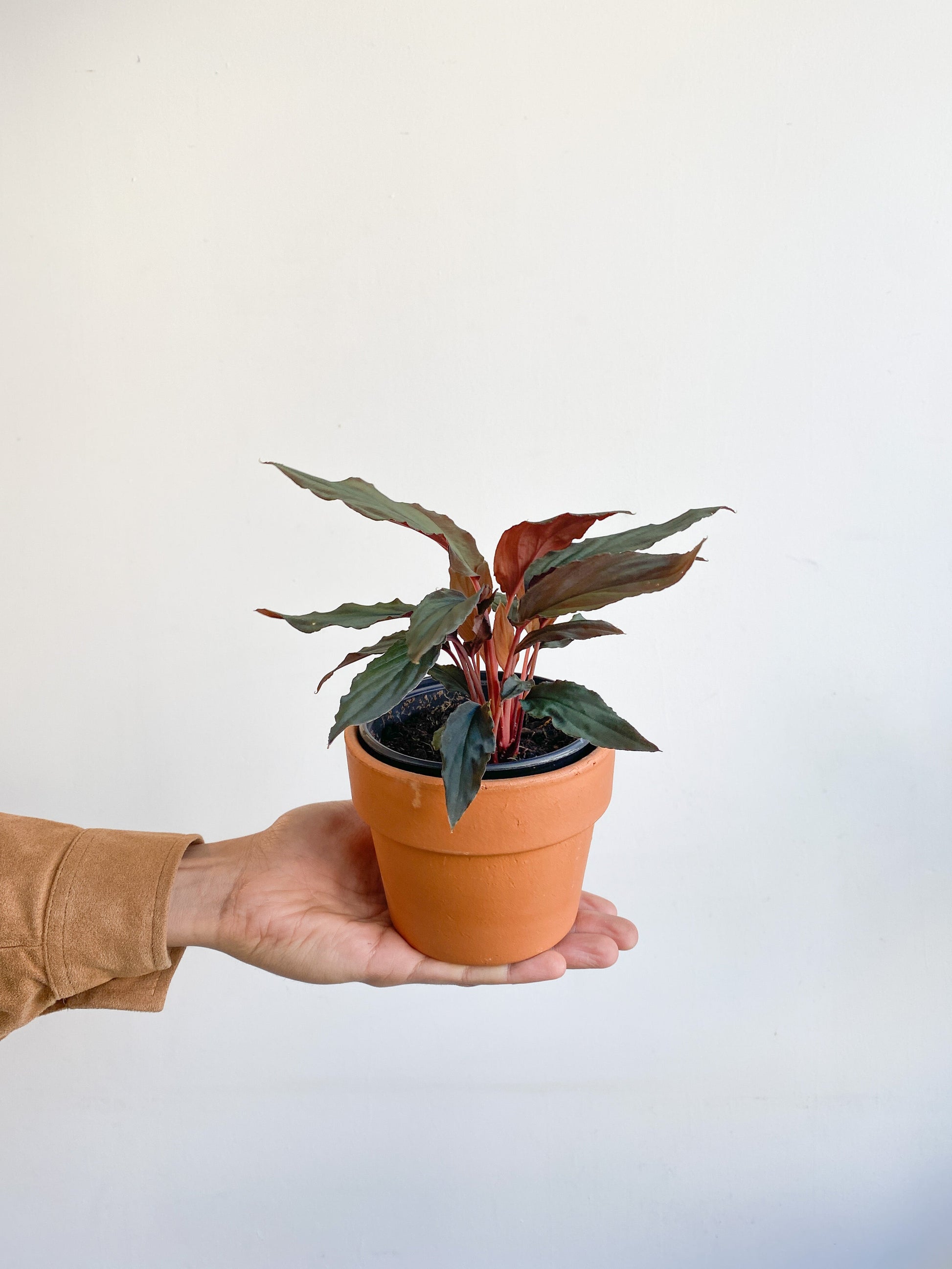 Homa (Homalomena) - 4 po. (noir)