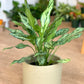 Juliette (Aglaonema)