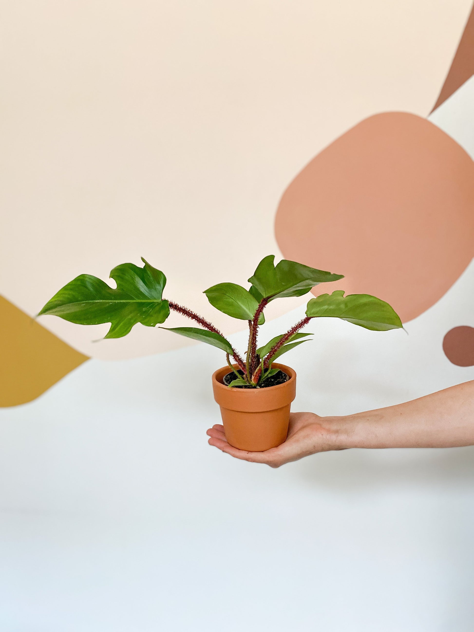 Squamish (Philodendron) - 3.5 po.