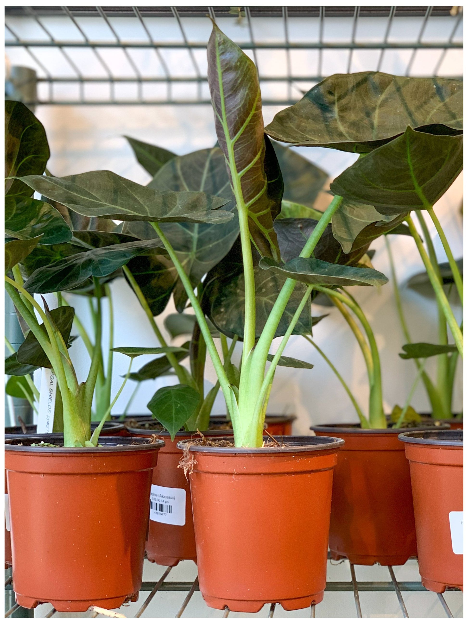 Jeune Regina (Alocasia) 4 Po.