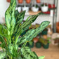 Juliette (Aglaonema)