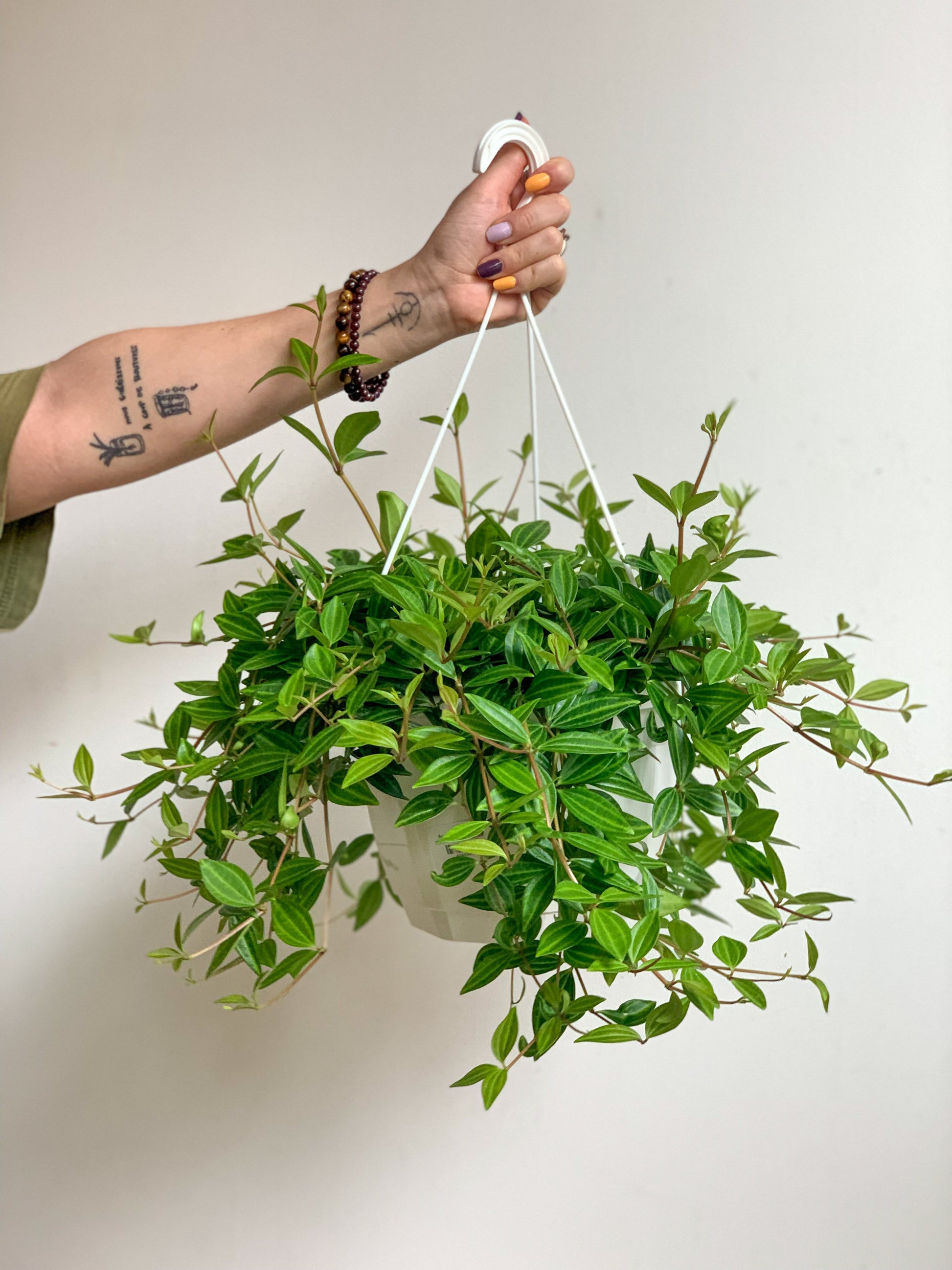 Angus (Peperomia) 8 Po. Pot Suspendu