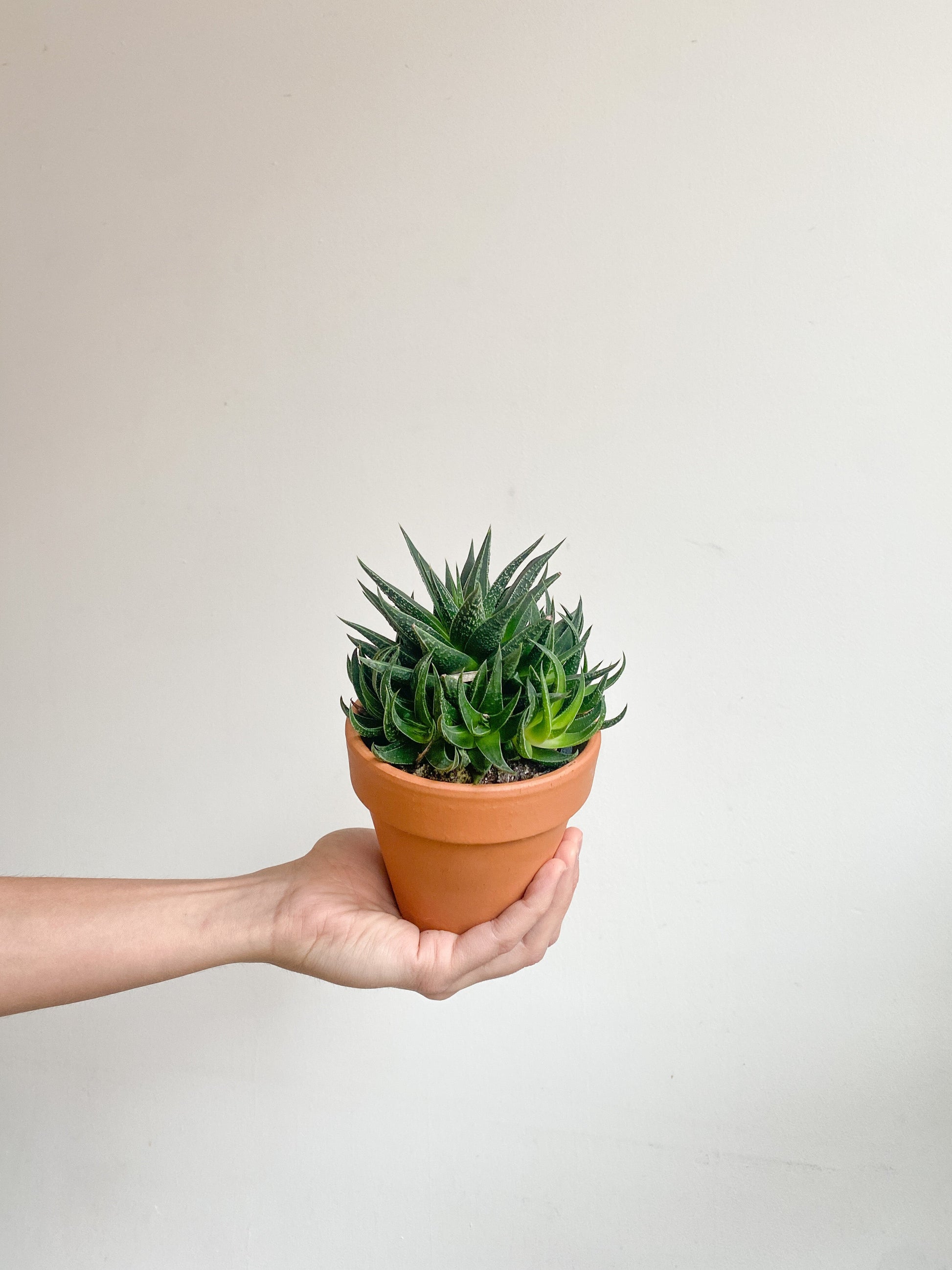 Haworthia assorties - 3.25 po.