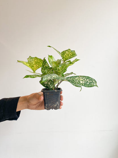 Beadie (Dracaena) - 3 po