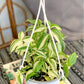 Fatima (Tradescantia)