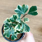 Trixie (Ficus) 4 Po.
