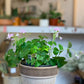 Oxana (Oxalis) 6 Po. Vert