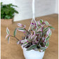 Tracy (Tradescantia)
