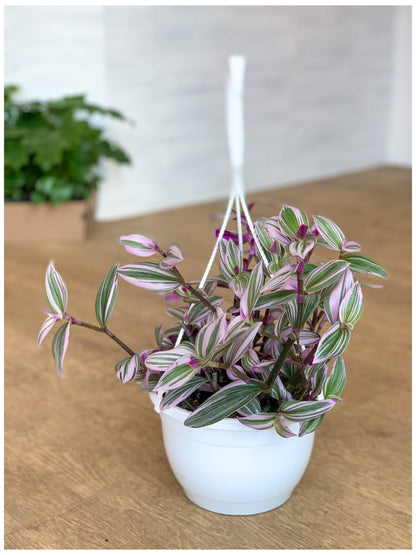 Tracy (Tradescantia)