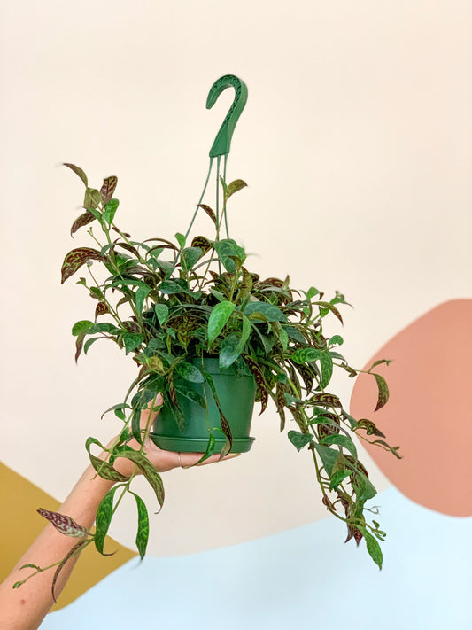 Zoe (Aeschynanthus) - 6 po. panier suspendu