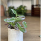 Tracy (Tradescantia)