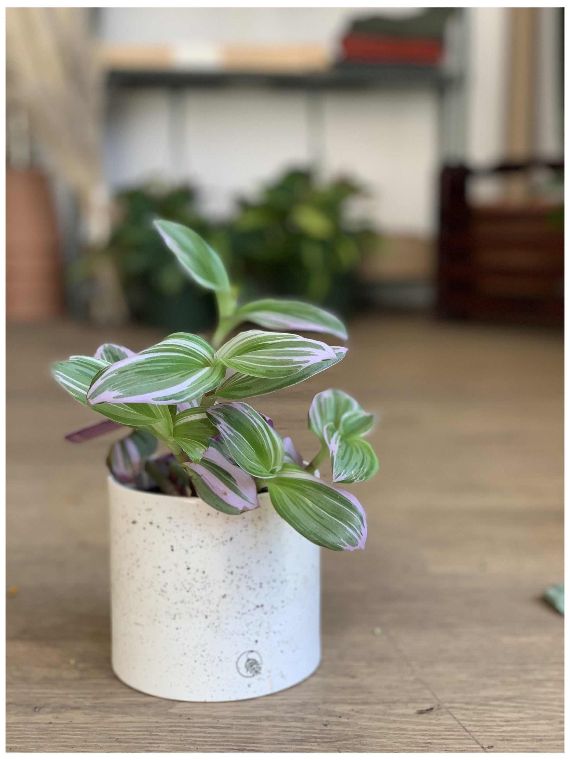 Tracy (Tradescantia)