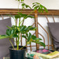 Gold (Schefflera)