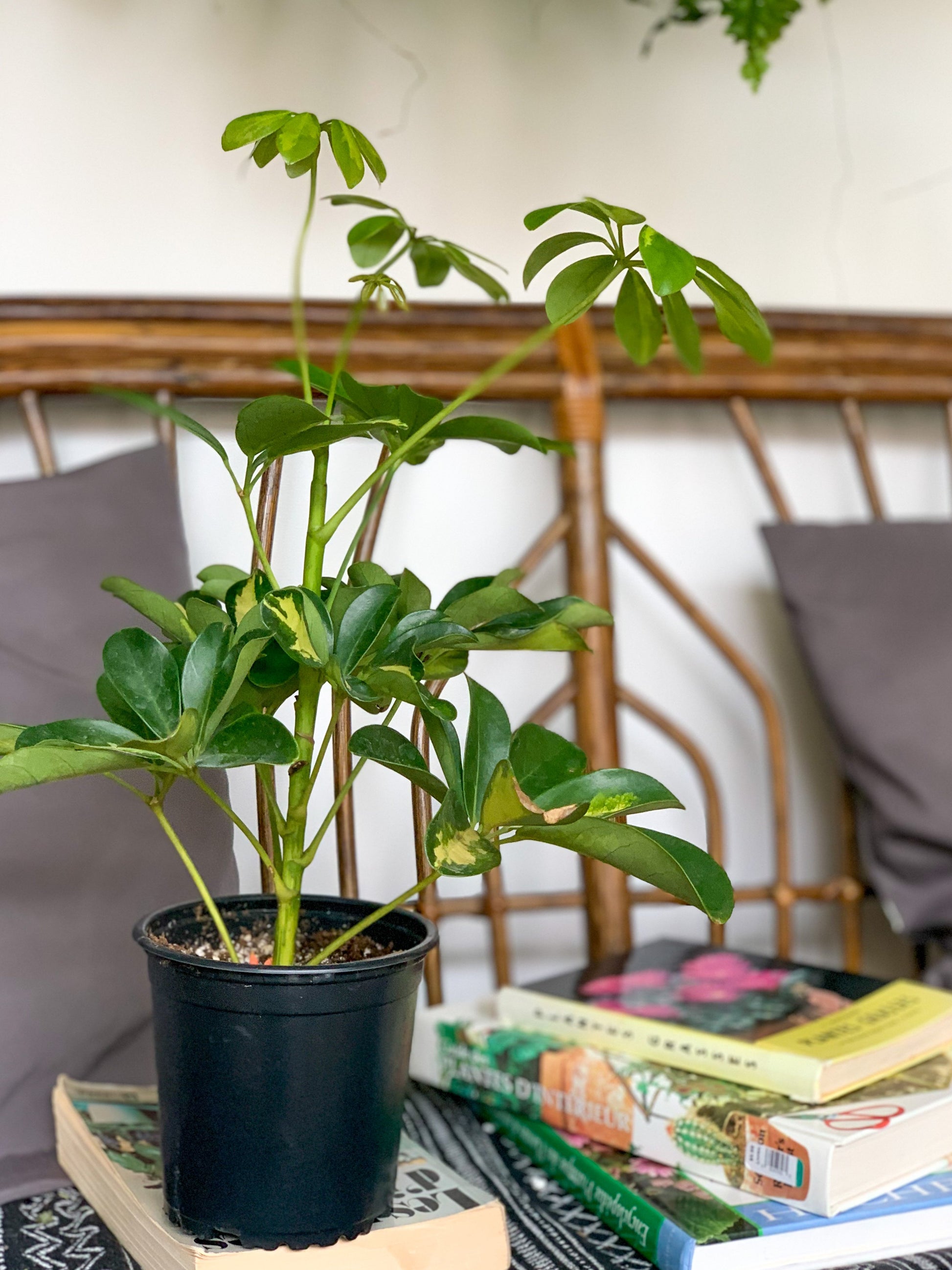 Gold (Schefflera)