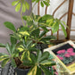 Gold (Schefflera)