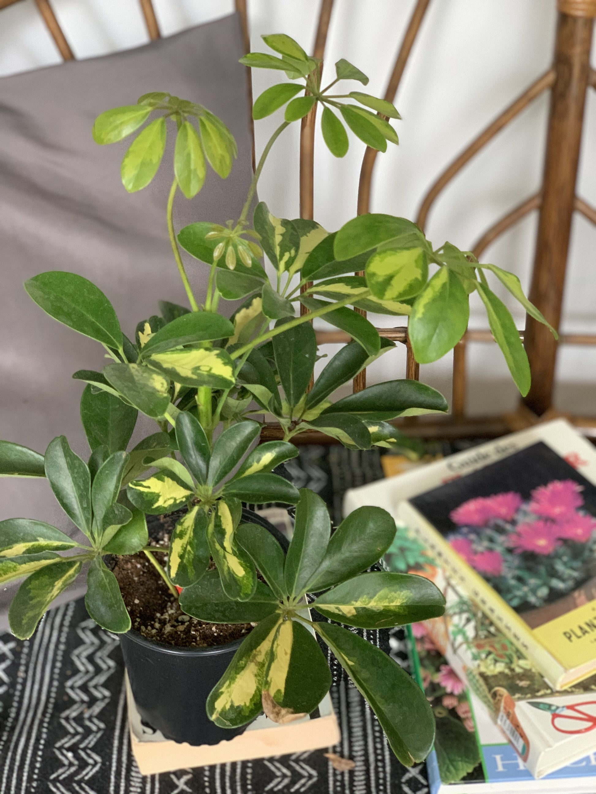 Gold (Schefflera)