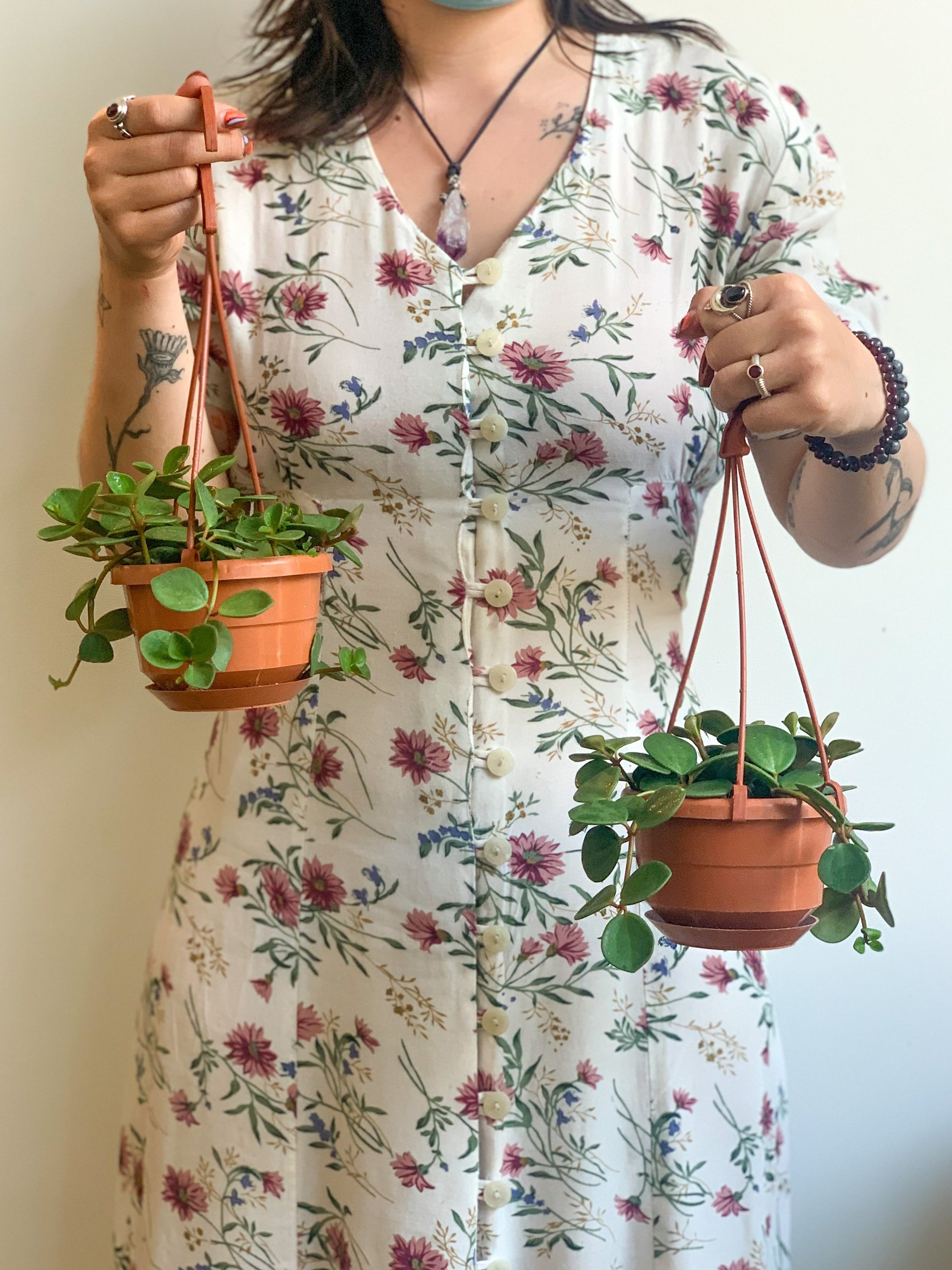 Hope (Peperomia)