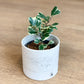 Trixie (Ficus)