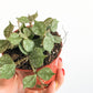 Curtis (Hoya)