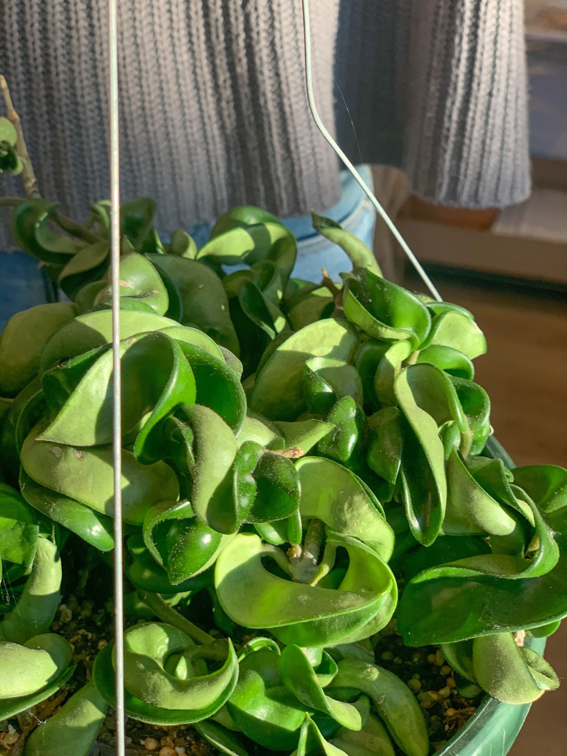 Patel (Hoya)