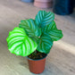 Oskar (Calathea) 4 Po.
