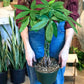 Patricia (Money Tree) 8 Po.