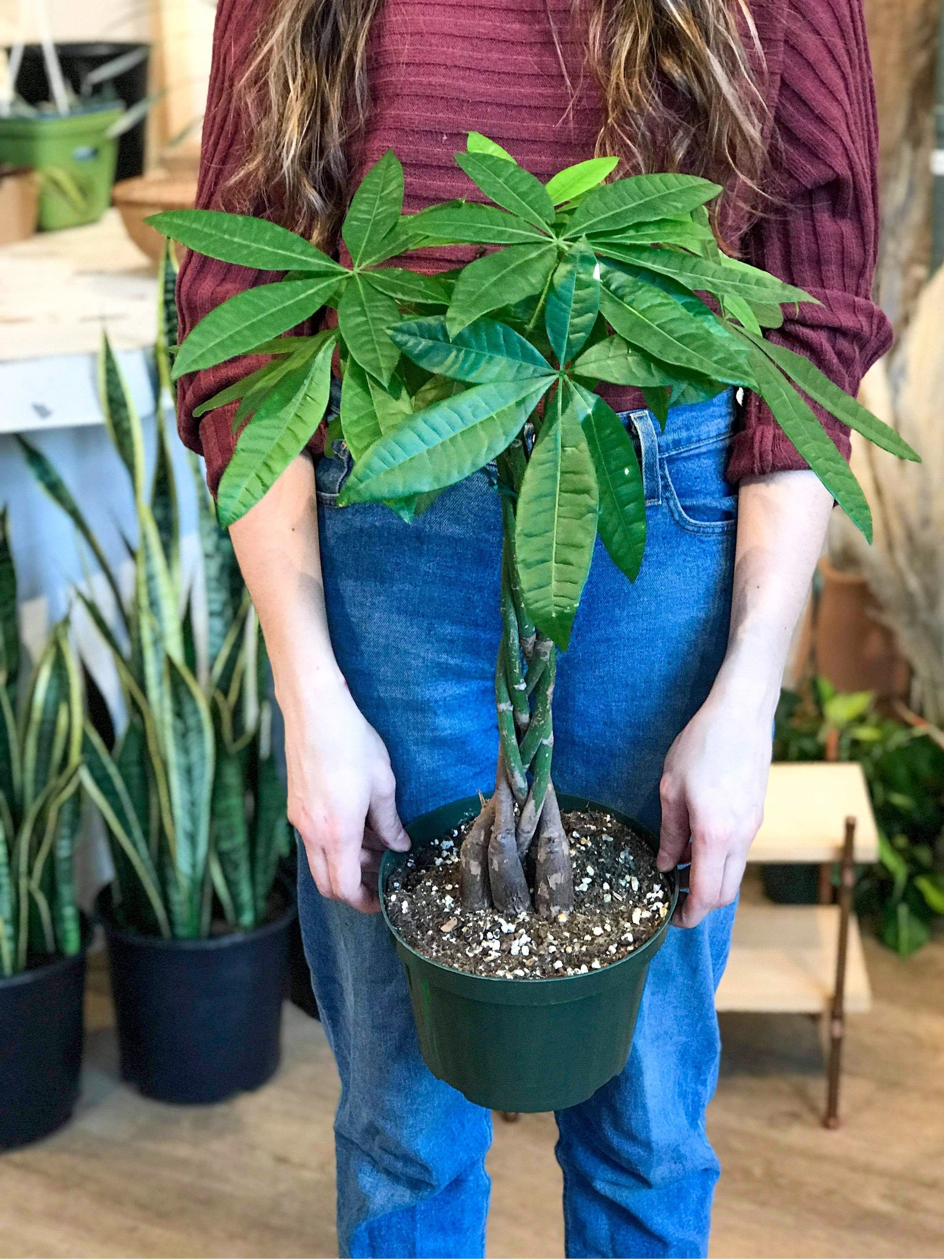 Patricia (Money Tree) 8 Po.
