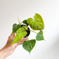 Veronika (Philodendron) - 4 po.