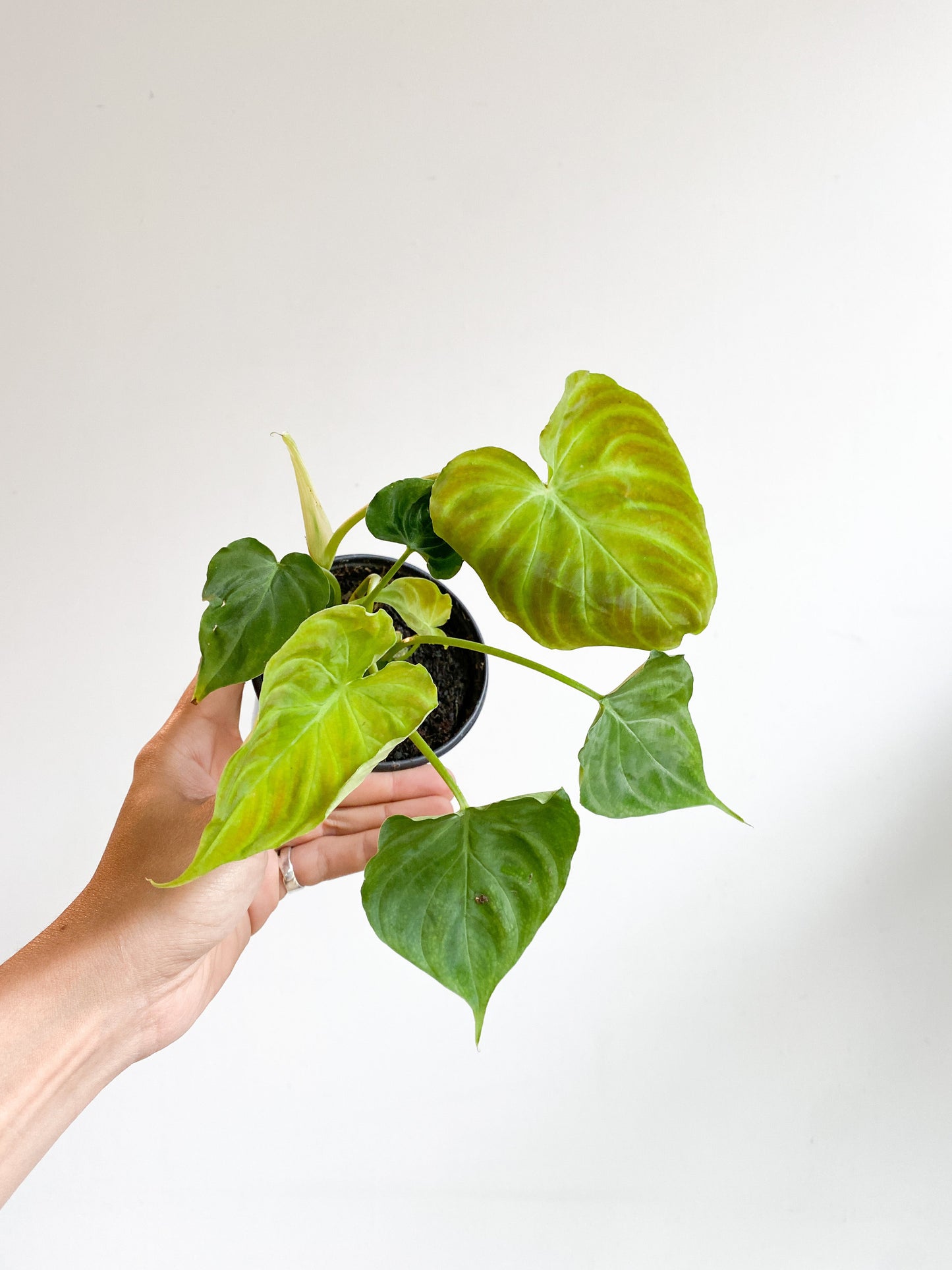 Veronika (Philodendron) - 4 po.