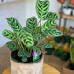 Berlin (Ctenanthe)