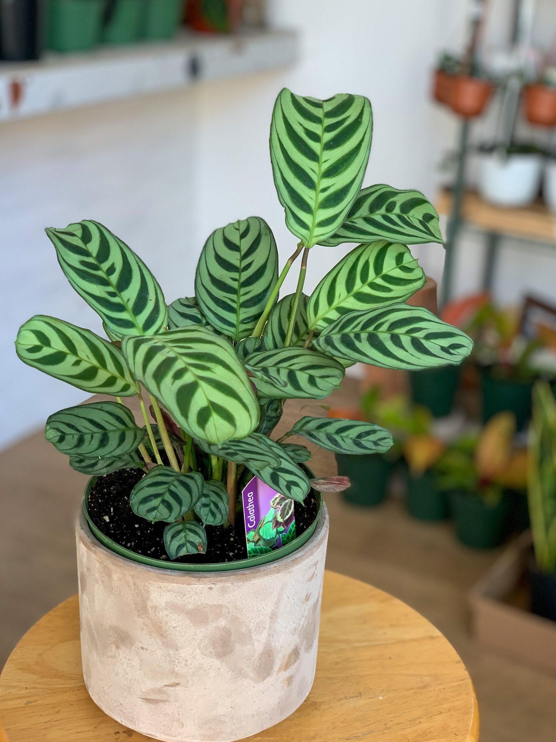 Berlin (Ctenanthe)