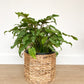 Xana (Philodendron) - 10 po.