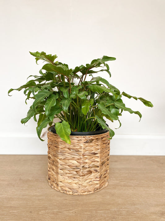 Xana (Philodendron) - 10 po.