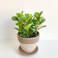 Octave (Peperomia) - 6 po.