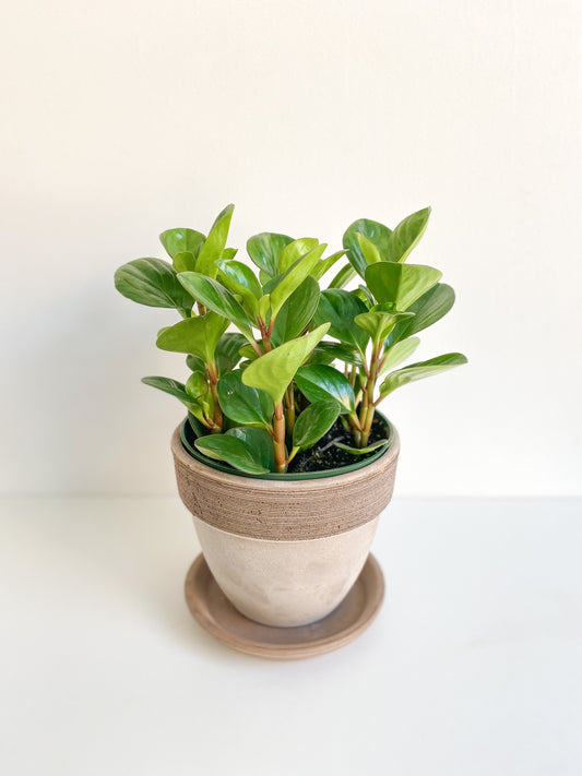 Octave (Peperomia) - 6 po.
