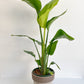 Jeune Perrine (Strelitzia) - 6 po.