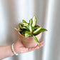 Carla (Hoya)