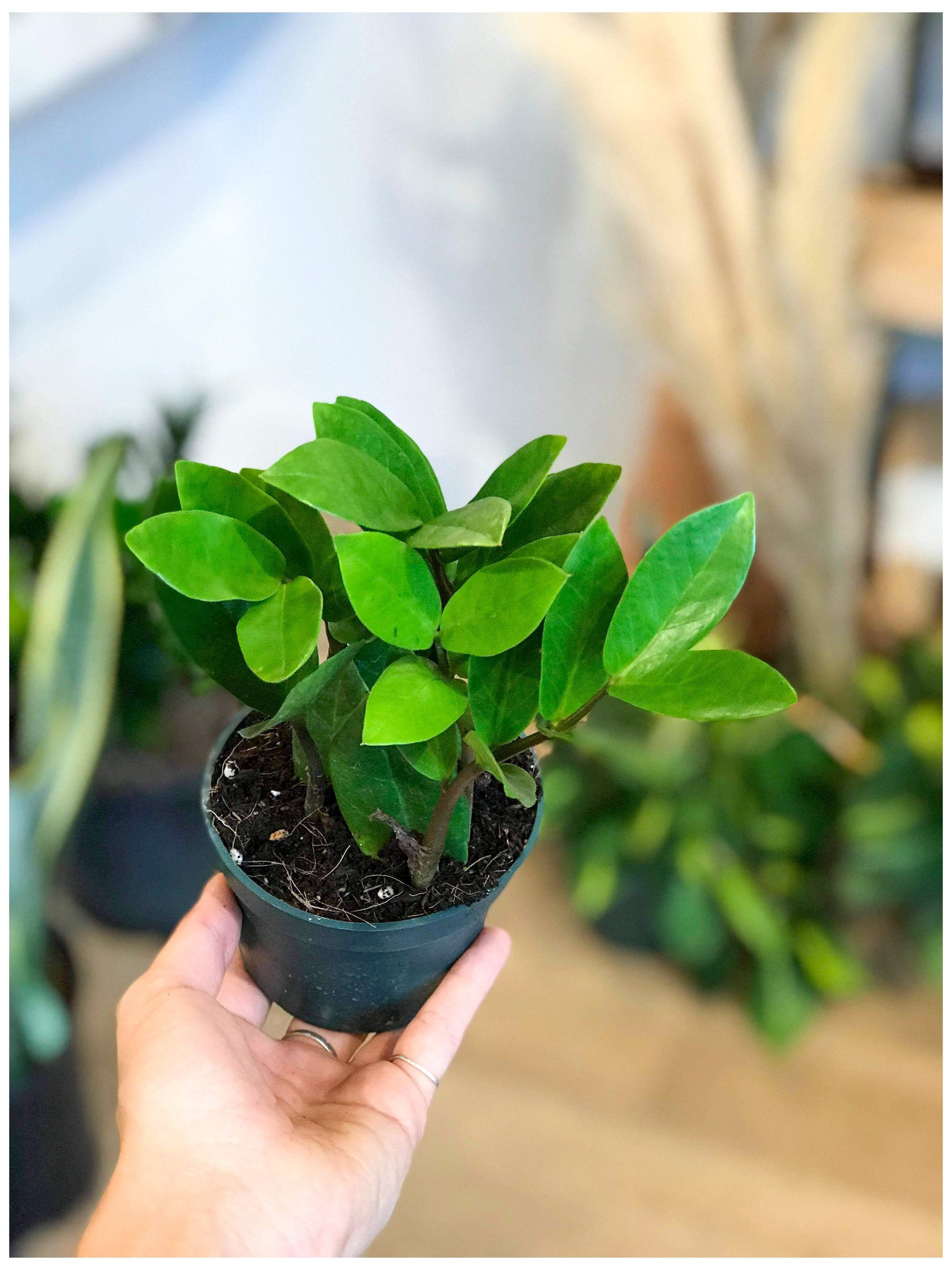 Zach (Zamioculcas) 4 Po.