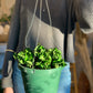 Patel (Hoya) 8 Po.