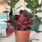 Shadow (Begonia)