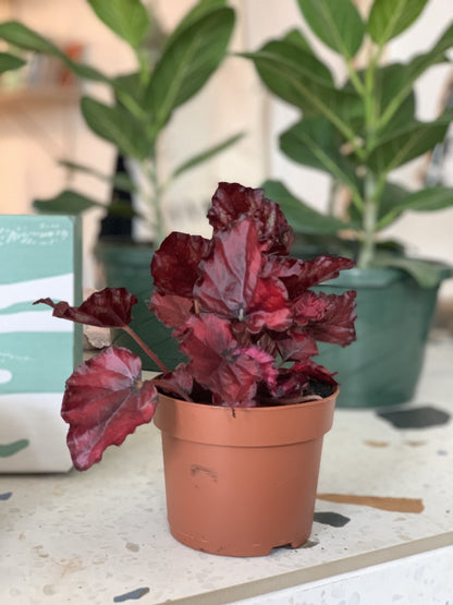 Shadow (Begonia)