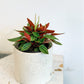 Rosalinda (Peperomia)