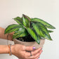 Kelly (Calathea)