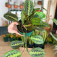 Madeleine (Maranta) 6 Po.