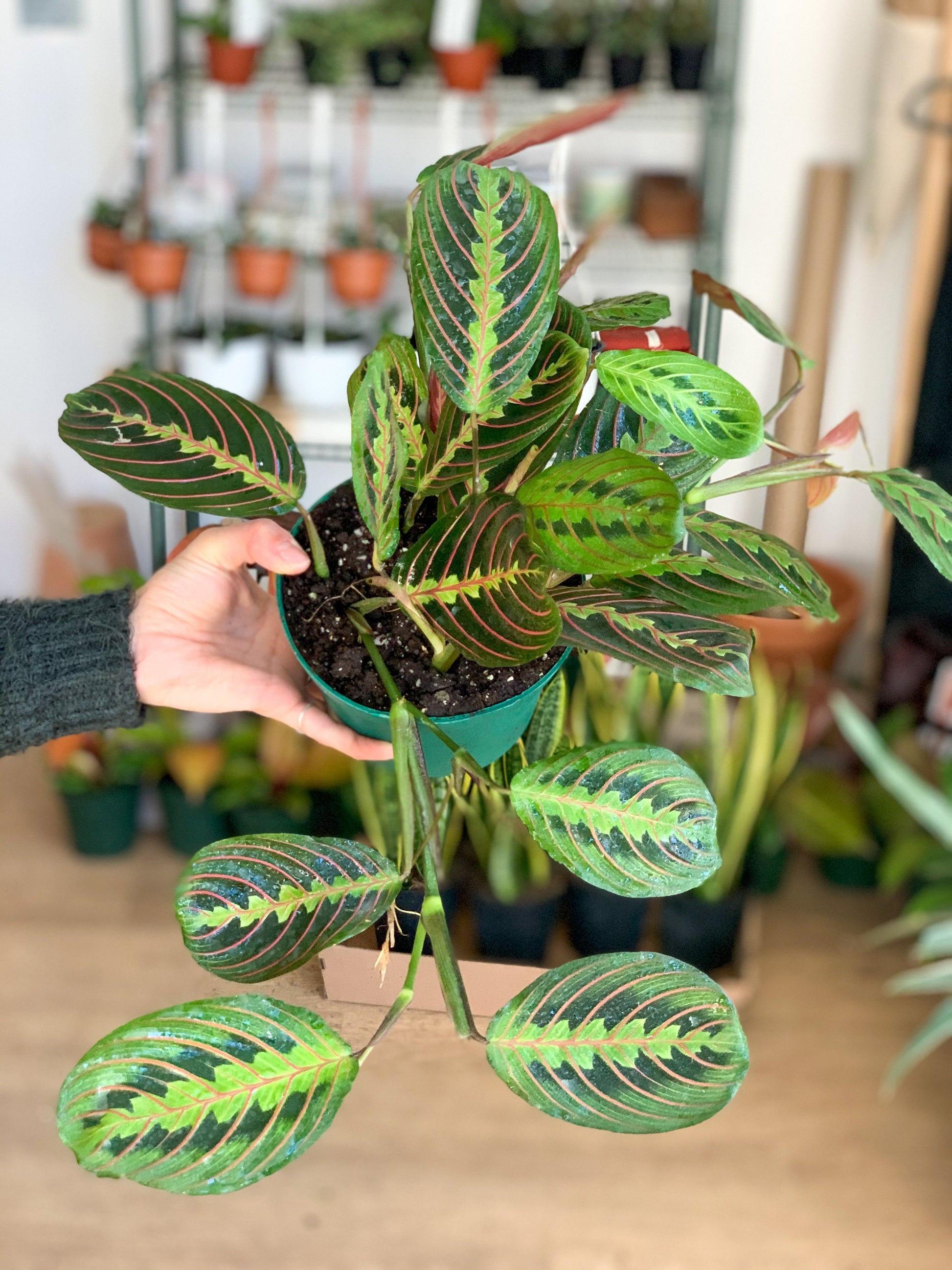 Madeleine (Maranta) 6 Po.