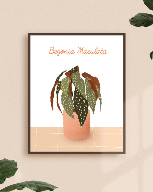 Affiche ’’Begonia Maculata’’ - 8 x 10 po.