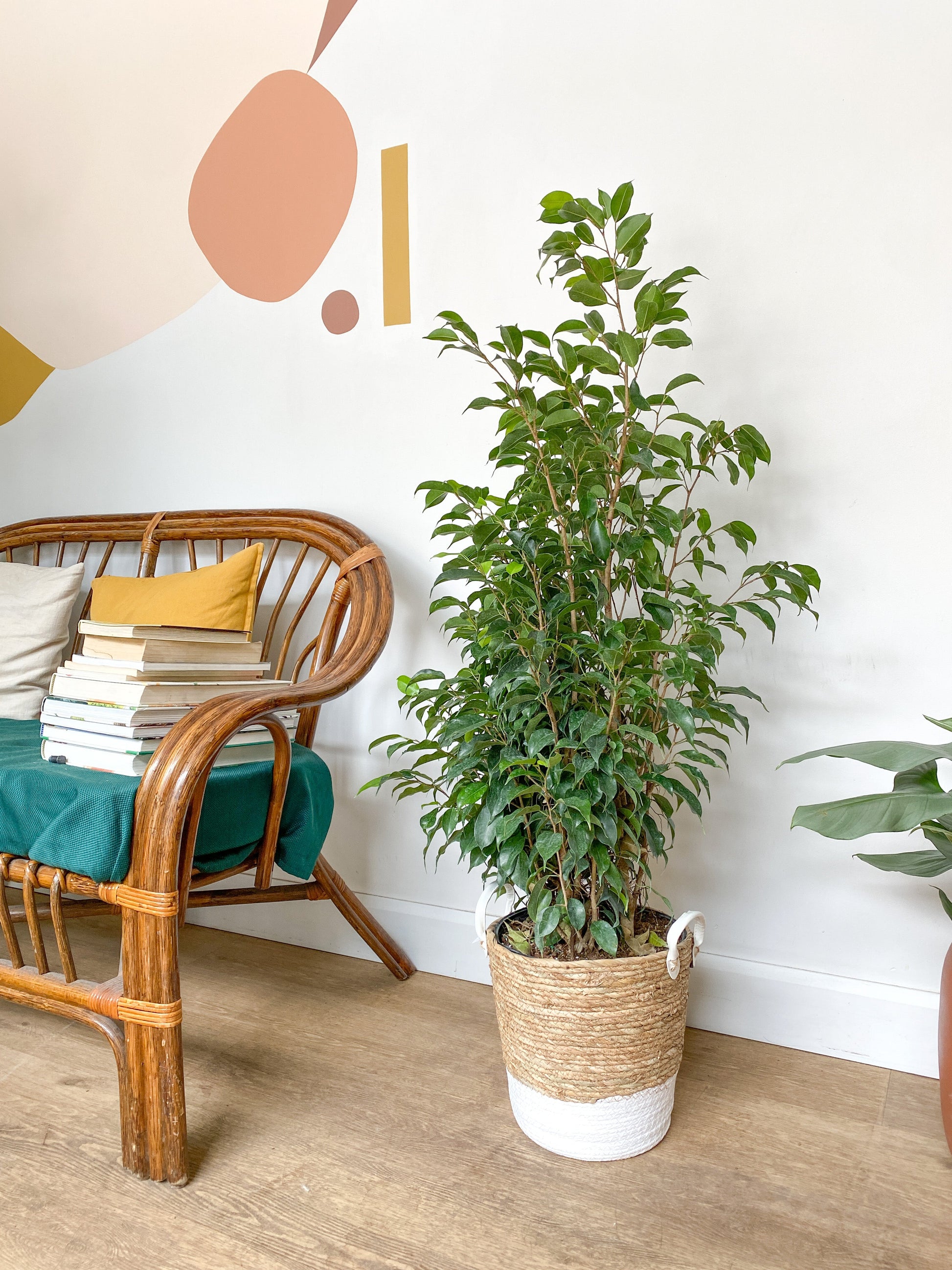 Minuit (Ficus) - 10 po.