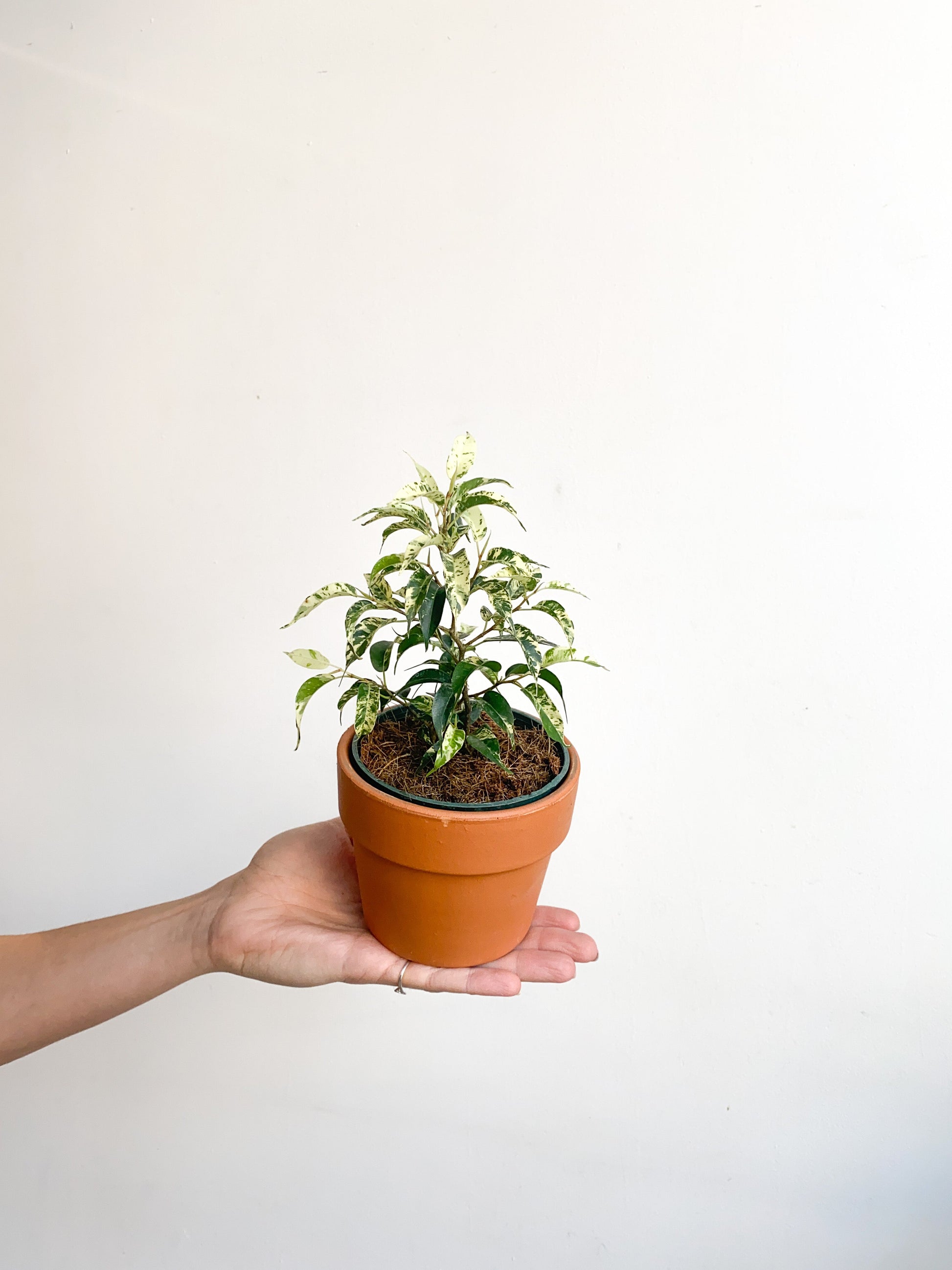 Eldorado (Ficus) - 4 po.