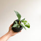 Blanche (Philodendron) - 4 po.