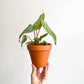Gloriosum (Philodendron) - 4 po.